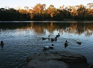 Blackburn to or from Melbourne Airport