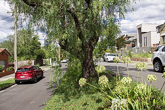 Kew to or from Melbourne Airport